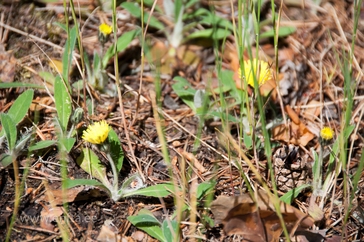 PFTK  in Joulumae (102)